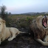 Big Cat Sanctuary Volunteer Project, South Africa