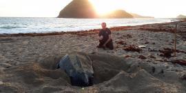 Volunteer with sea turtle in Grenada