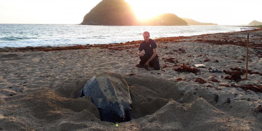 Volunteer with sea turtle in Grenada
