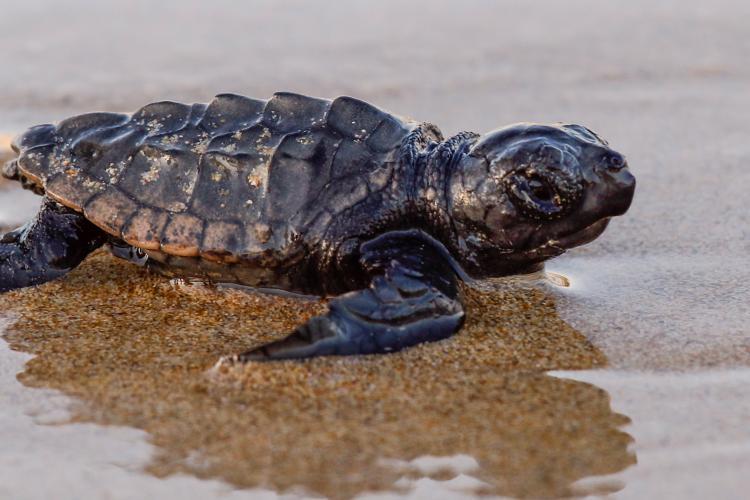 Sea turtle hatchling heading to sea