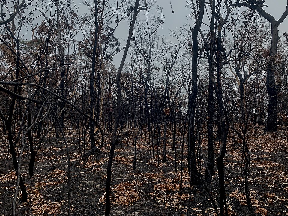 File:Yengo National Park- 2019-2020 bushfires.jpg