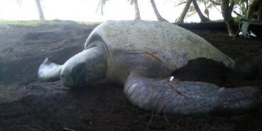 Green turtle nesting