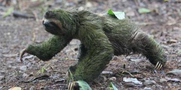 Three-toed sloth wanders into camp