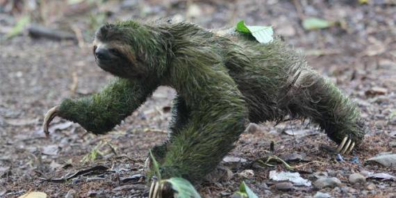 Three-toed sloth wanders into camp