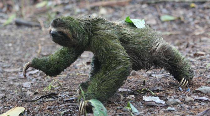 Three-toed sloth wanders into camp