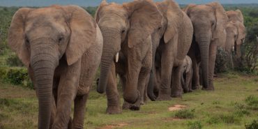 Elephant herd in a procession in South Africa