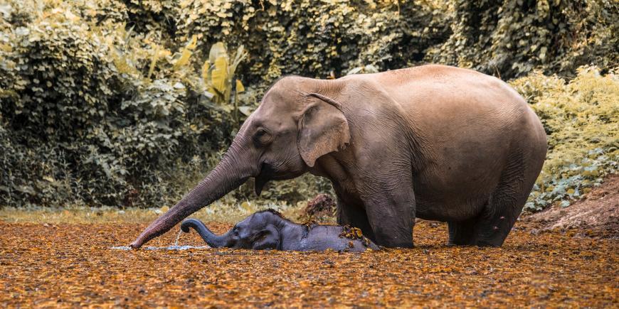 Mother and baby elephant in Laos