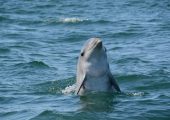 Dolphin & Whale Research Volunteer Project, Portugal