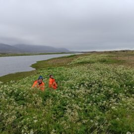 Volunteering in Iceland's national parks