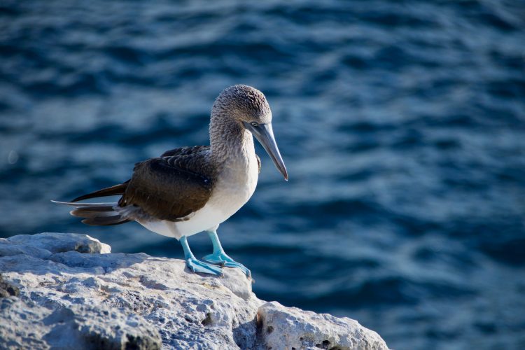 Large white bird with blue feet standing on rocks by sea