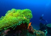 Coral Reef Restoration & Diving Project, Bali