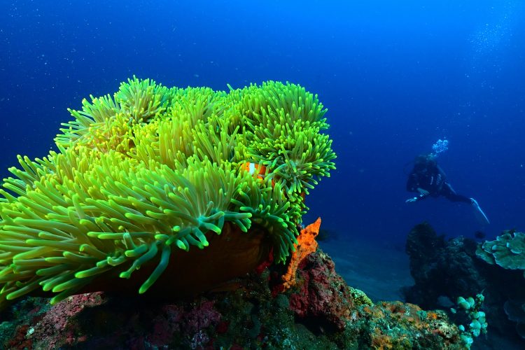 coral reef bali