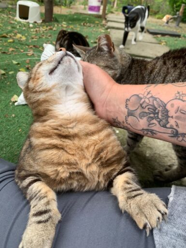 Red striped cat being petted by person's hand