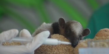 Baby anteater being fed