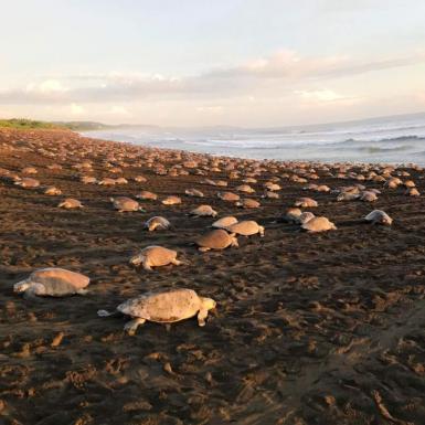 Arribada on Ostional beach in Costa Rica