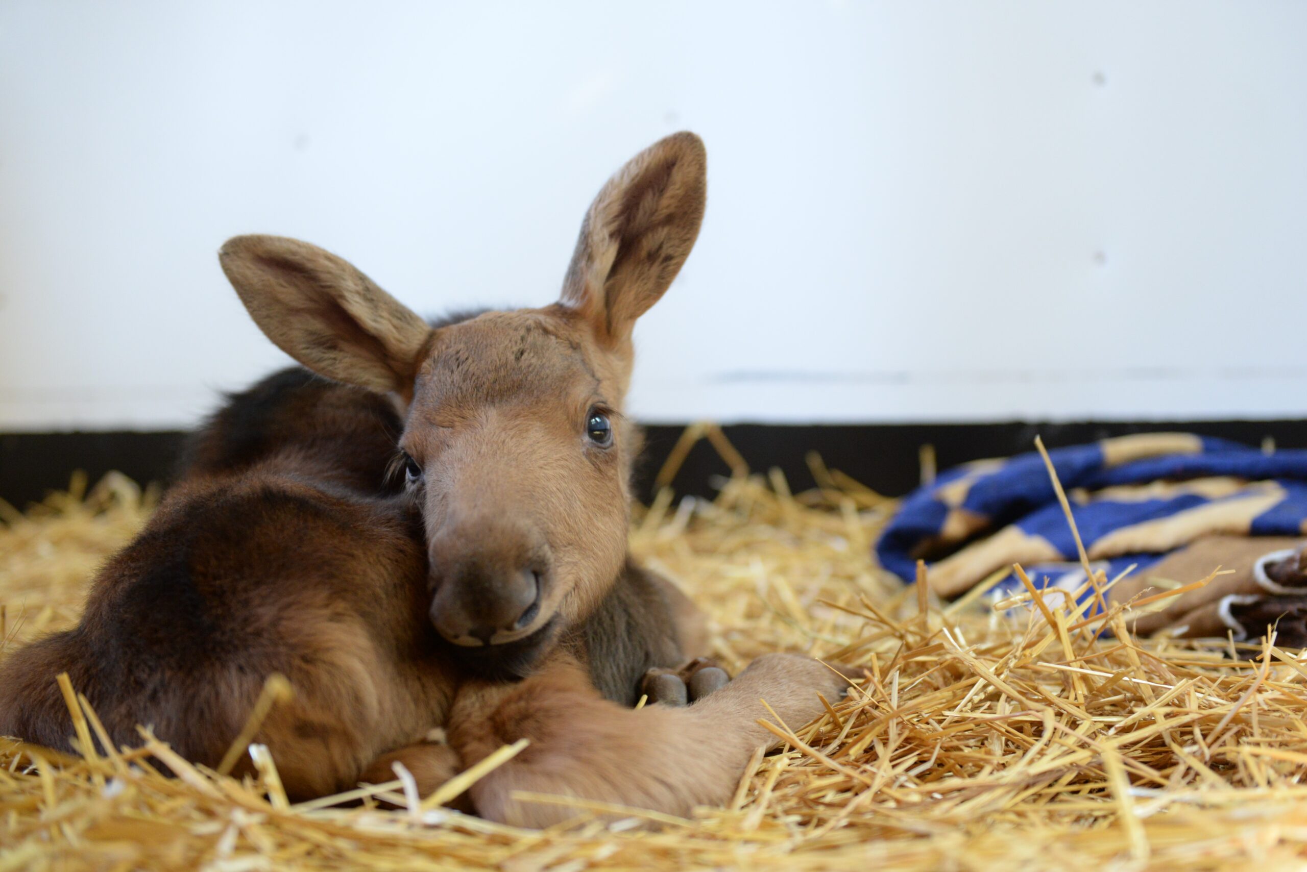 baby moose rehab