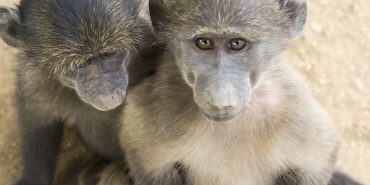 Baboons at the Wildlife Sanctuary in Namibia
