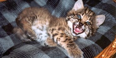 Orphaned cat at wildlife rescue centre in Canada