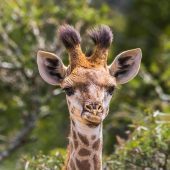 Renata & Tamas, Hungary