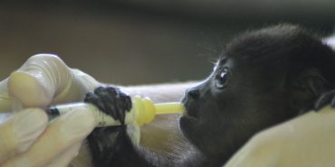 Volunteer feeding baby howler monkey
