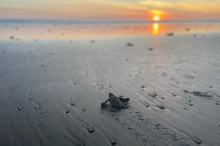 Baby Olive Ridley finding its way to sea, Costa Rica