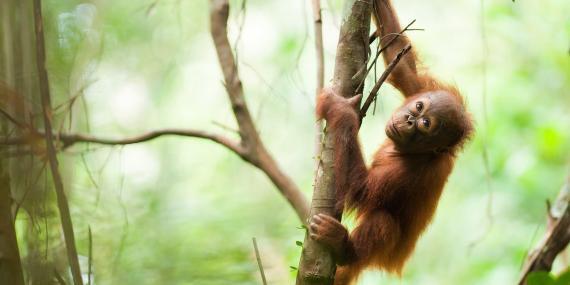 baby orangutan crawling tree