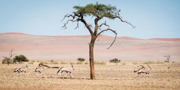 Oryx running across the Namib Desert in Kanaan