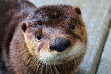 Intern in Canada with baby otters