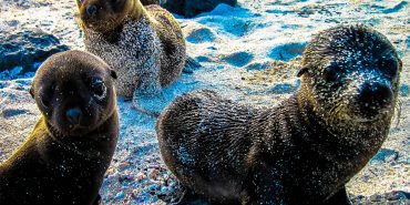 Baby sea lions in Galapagos