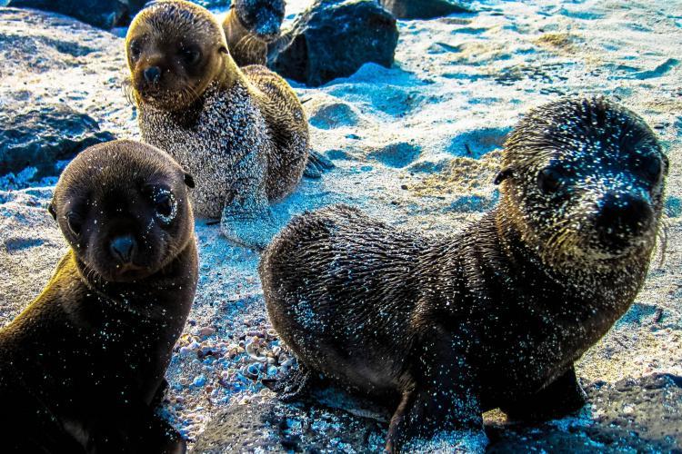 Baby sea lions on beach in Galapagos