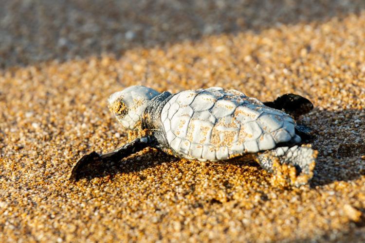 Volunteers help baby sea turtle in Greece