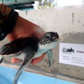 Marine and Sea Turtle Conservation Volunteering, Maldives