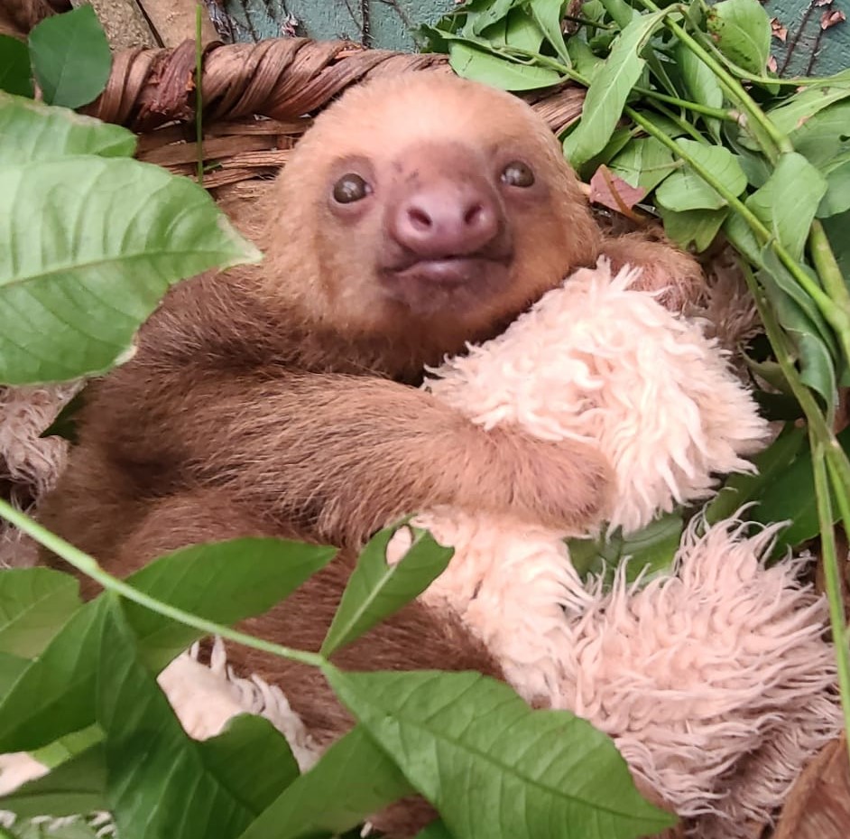 baby sloth