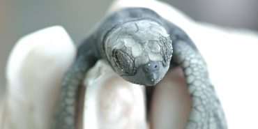 Turtle conservation work in Costa Rica