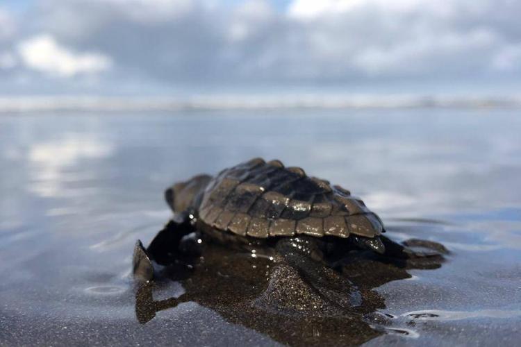 Baby turtle heading for the Pacific ocean