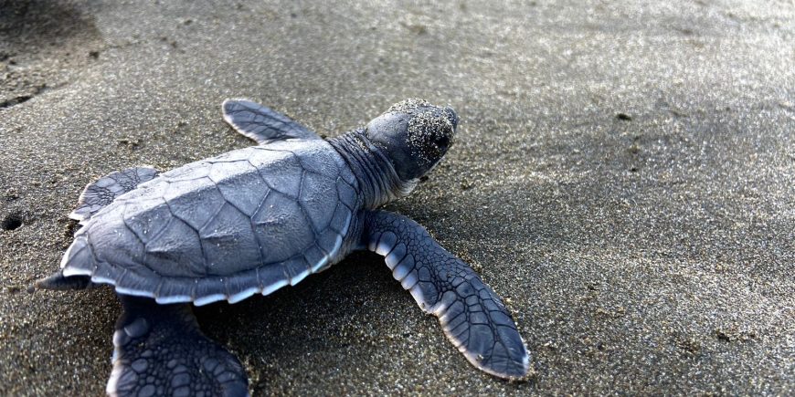 baby turtle in Costa Rica