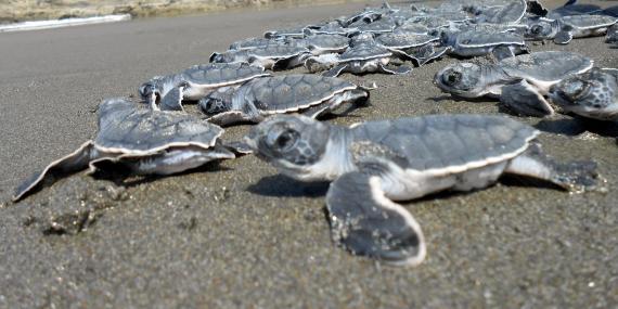 Turtle hatchlings being released in Costa Rica