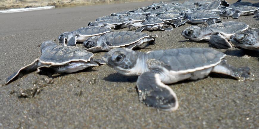 Turtle hatchlings being released in Costa Rica