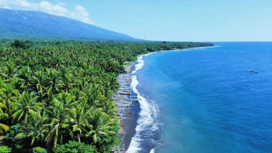 Green palm trees on the coast