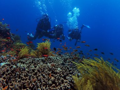 Coral reef and three diverse in background