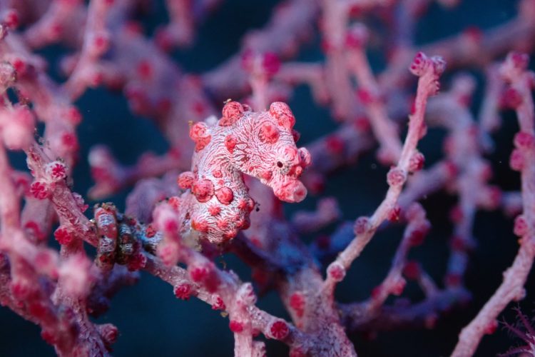 Pink sea horse blending in with its surroundings