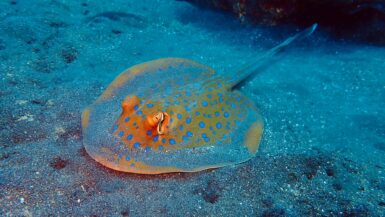 Orange stingray hiding under sand on sea floor