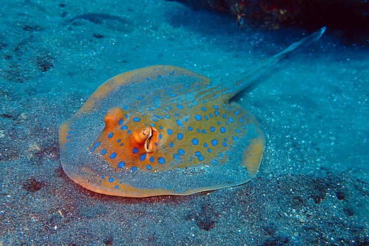 Orange stingray hiding under sand on sea floor