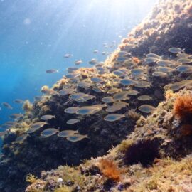 marine conservation volunteering and diving in Barcelona
