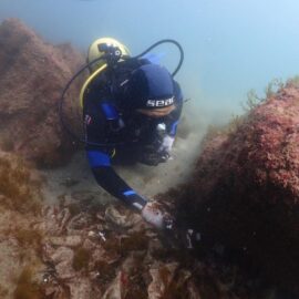 marine conservation volunteering and diving in Barcelona