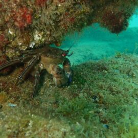 marine conservation volunteering and diving in Barcelona