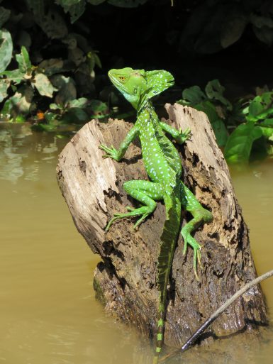 basilisk lizard