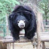 Quote from past volunteer