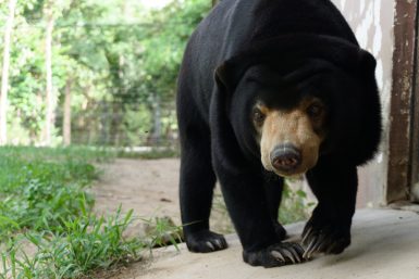 Volunteer with Bears | Volunteer Cambodia | Working Abroad