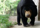 Bear Sanctuary Volunteer Project, Cambodia